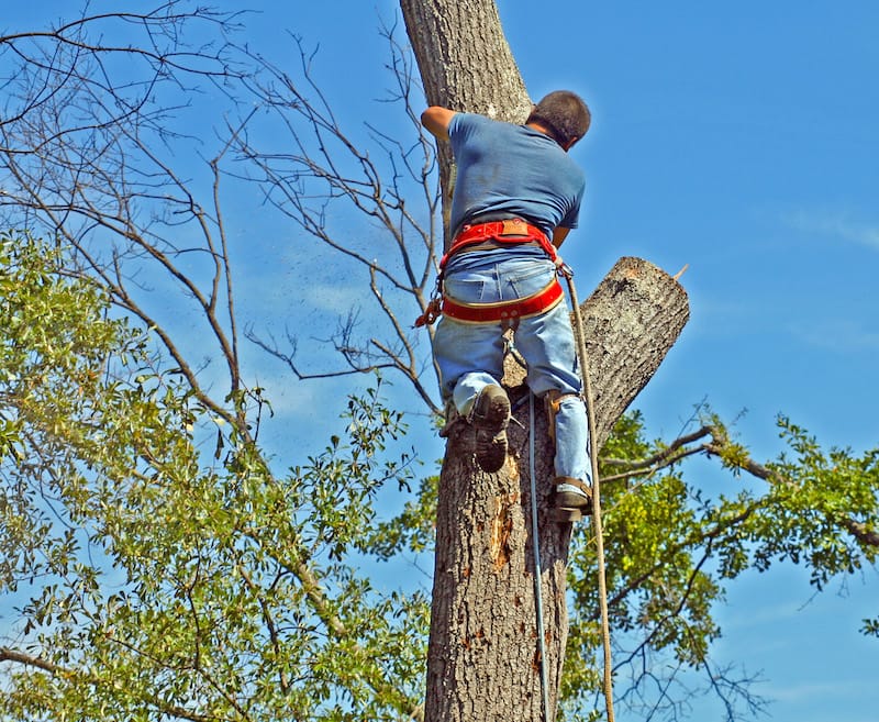 tree felling