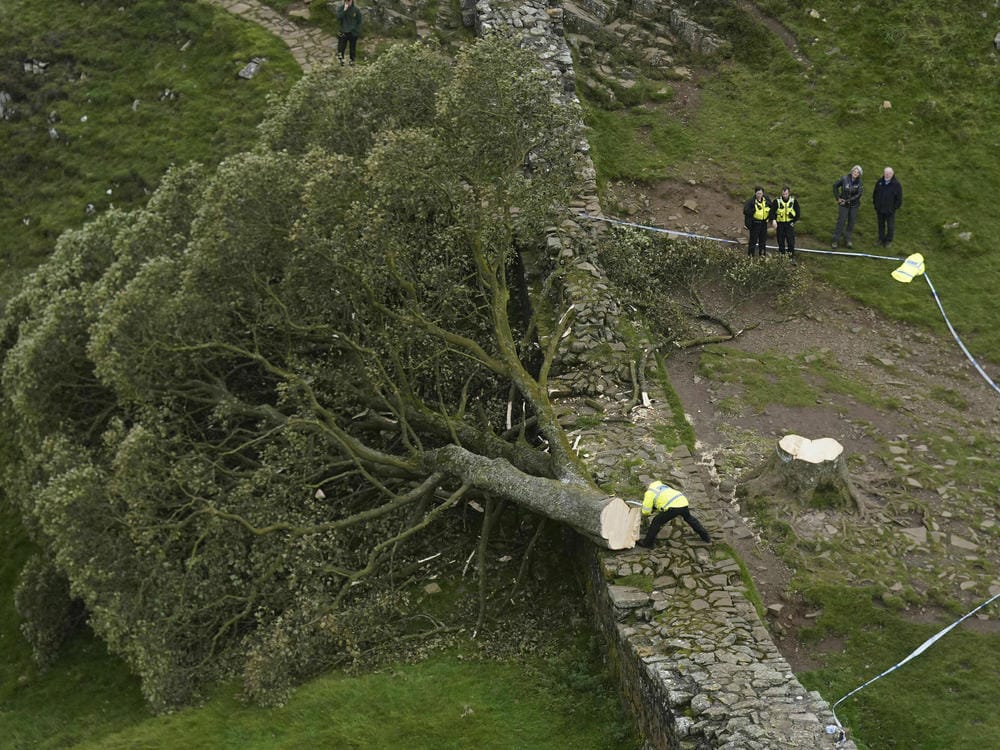 Tree Felling