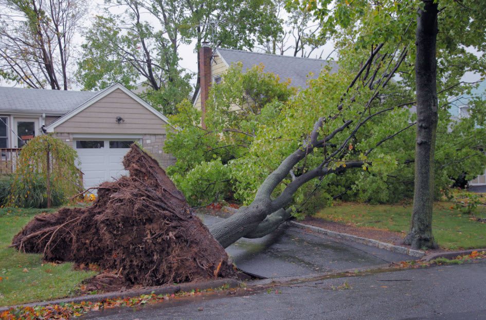 Stump Removal