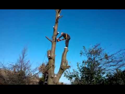 Tree Trimming